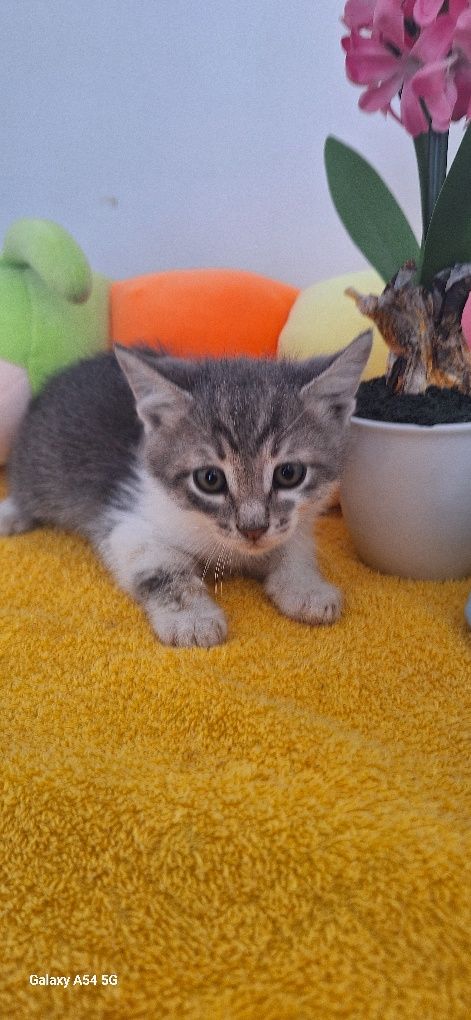 В добрые руки кошка