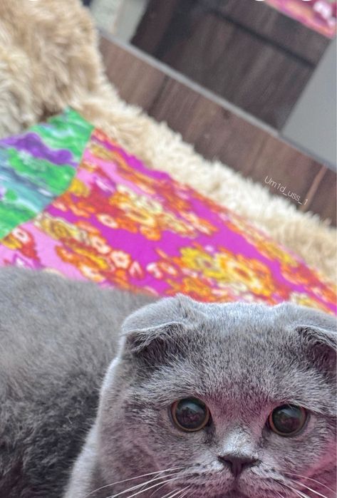 Мушук берворамза элок укила