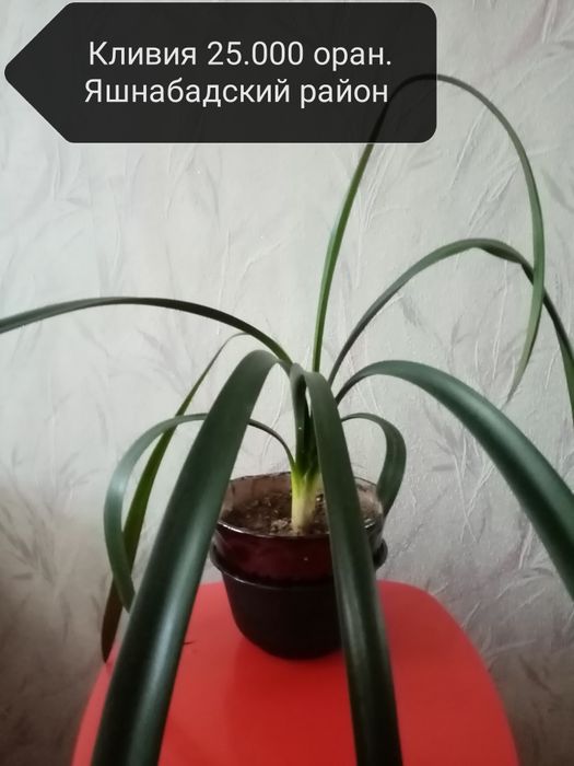 Продаю комнатные цветы