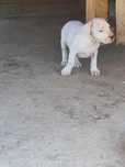 Mascul dog argentinian