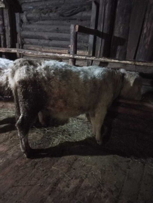 Продам телку. Аулиекольской породы