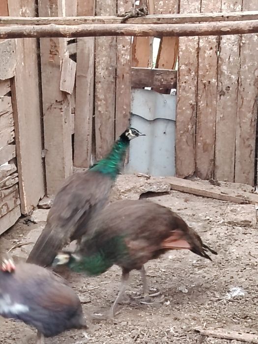 Vând păun spalding