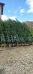 Leylandii 2.5m- 3m gard viu/ perdea verde naturala