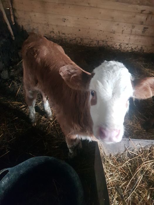 Viței de 4 5 săptămâni