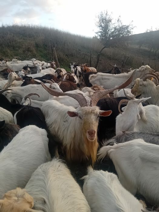 Tap Sannen de vânzare