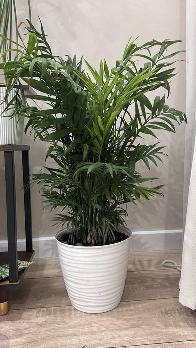 домашние цветы Декоративные растения