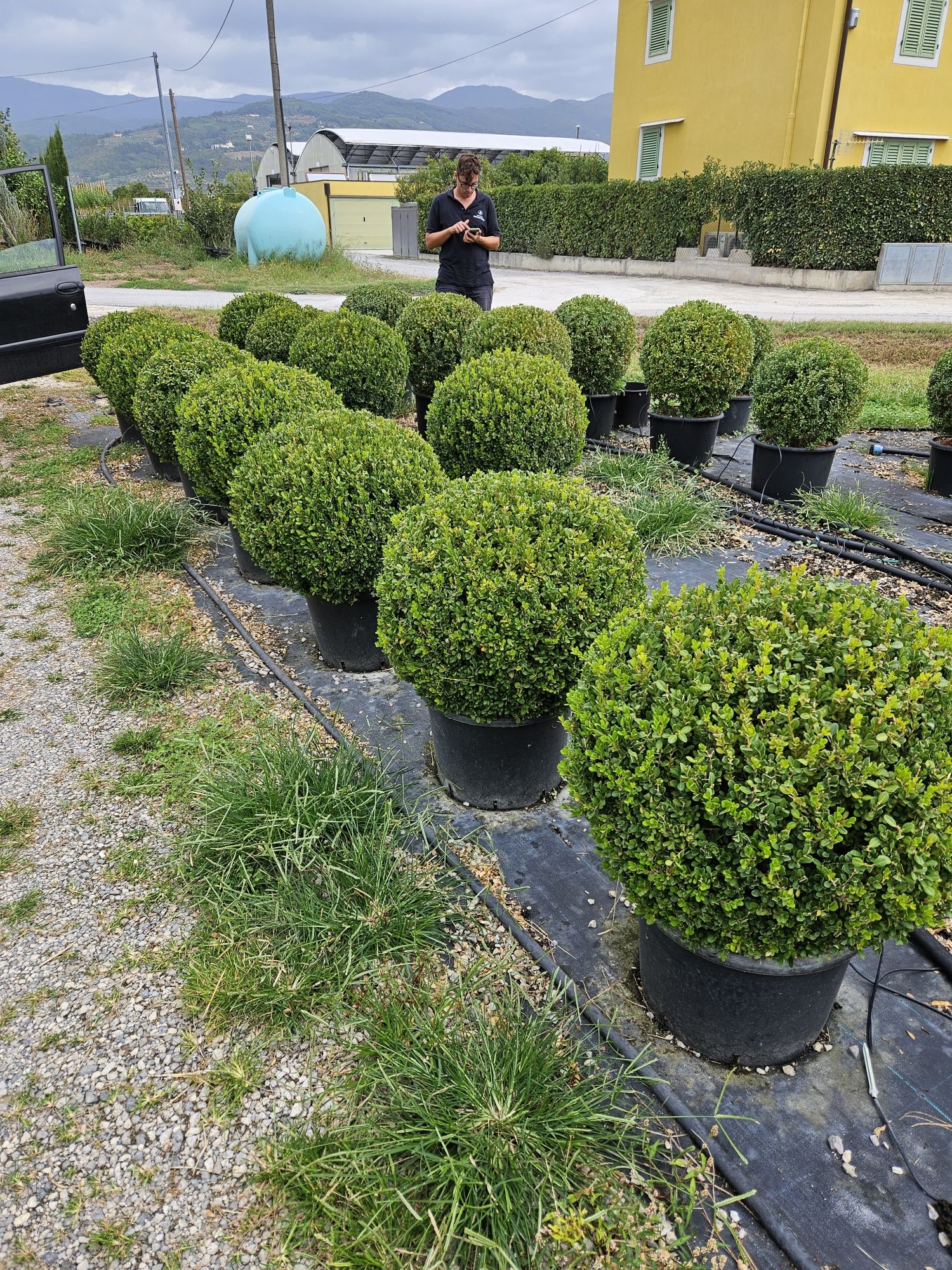 Cedru pendular. Buxus globular. Toate dimensiunile