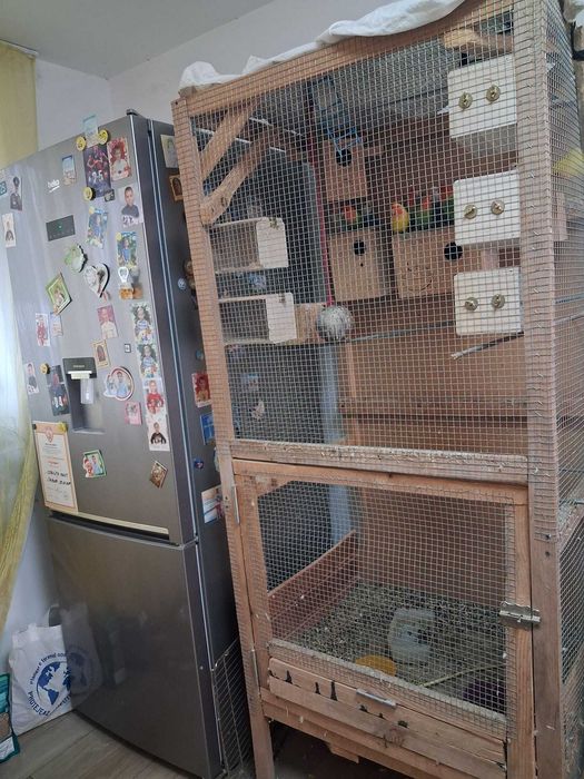 Vand 22 papagali agapornis diferite culori ,voliera ,10 cuiburi