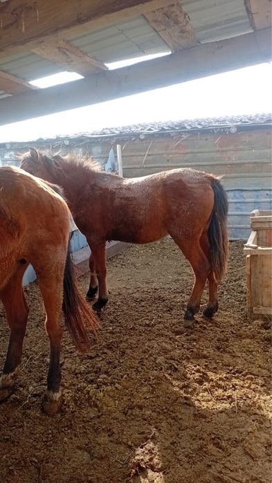 Құнан,   жылқы  сатылады  семіз