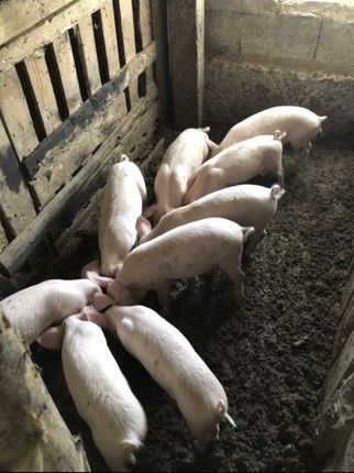 Прасета бяла българка