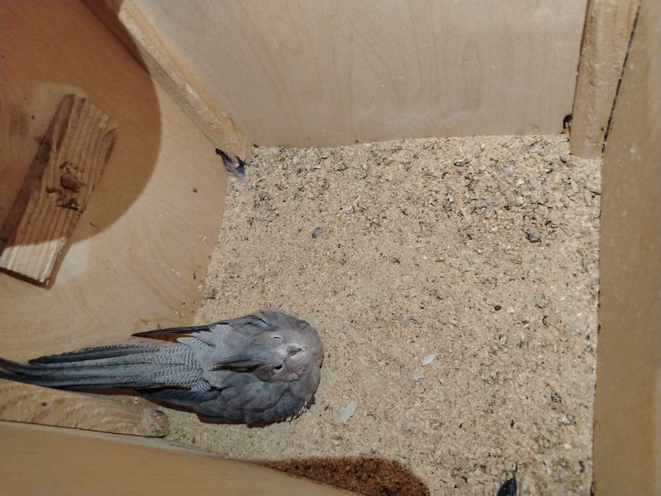 Karela sotiladi 350.000