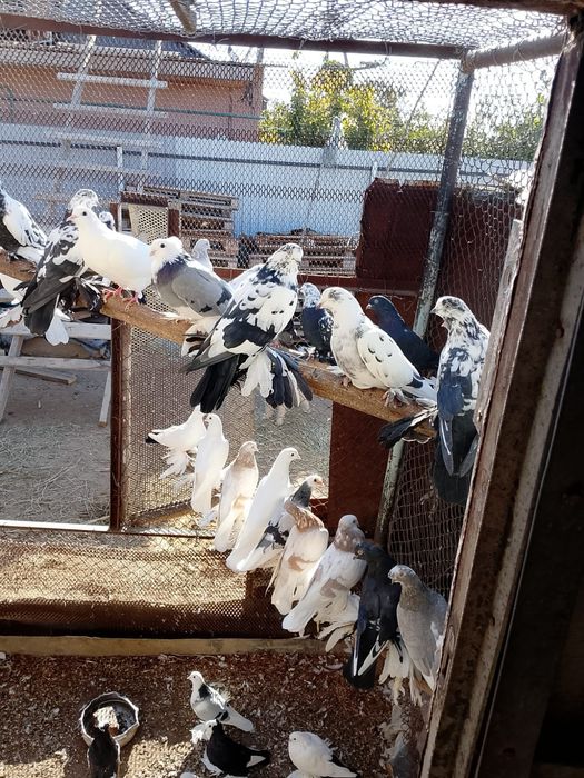 Продам голубей разных пород