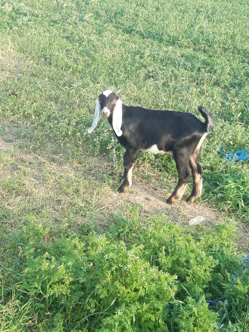 Vand capre ,iezi,tapi