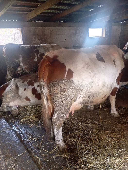 Vând vaci, 15 mame, 3 juninci (2gestante)