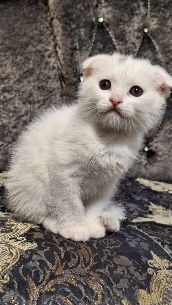 Котята (шотландский вислоухий)