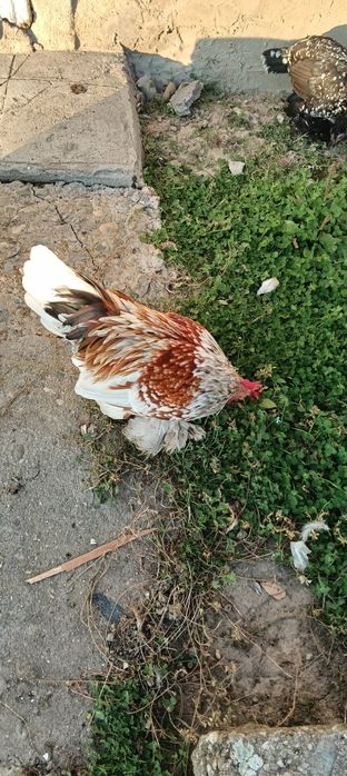 Vând cocoși mii de florii