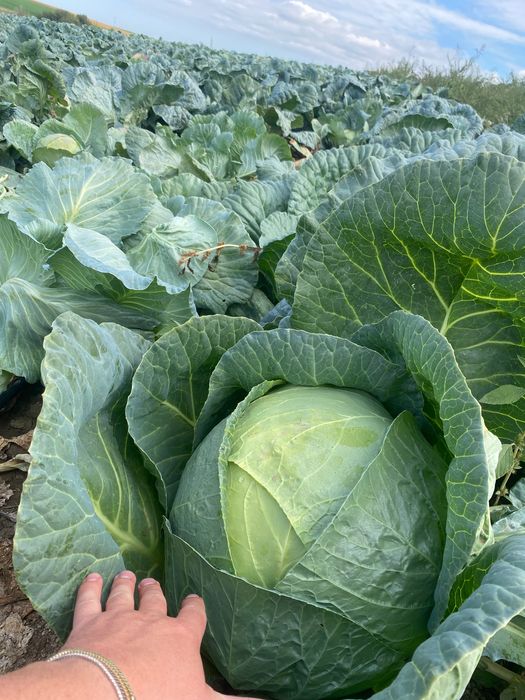 Varză de Buzău , foaie subțire , dulce