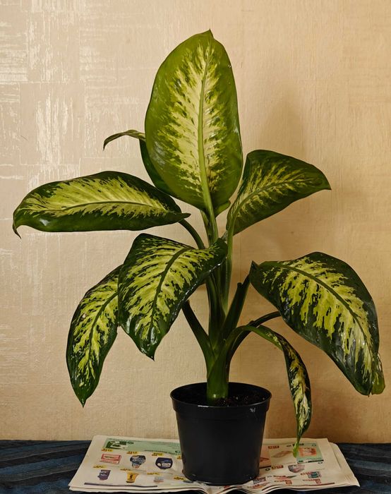 Диффенбахия. Комнатное растение.