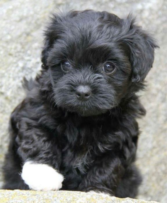 Bichon havanez negeu