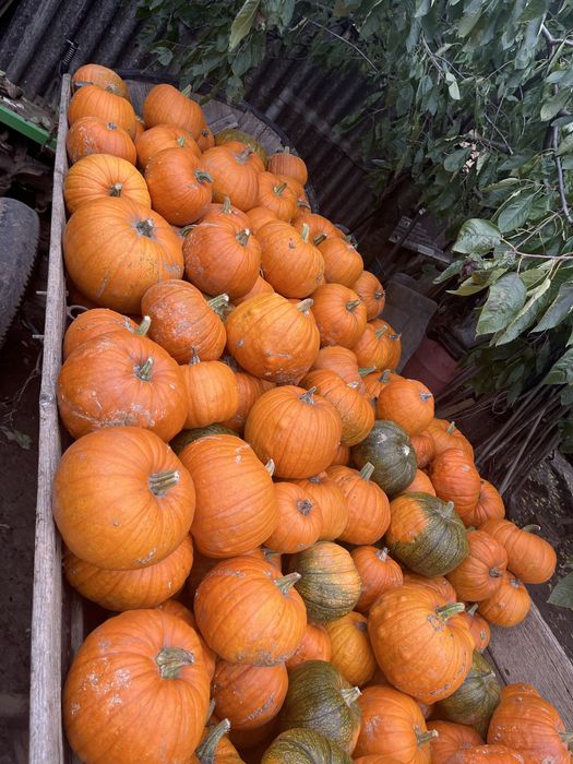 Dovlecii de Halloween si turcesti