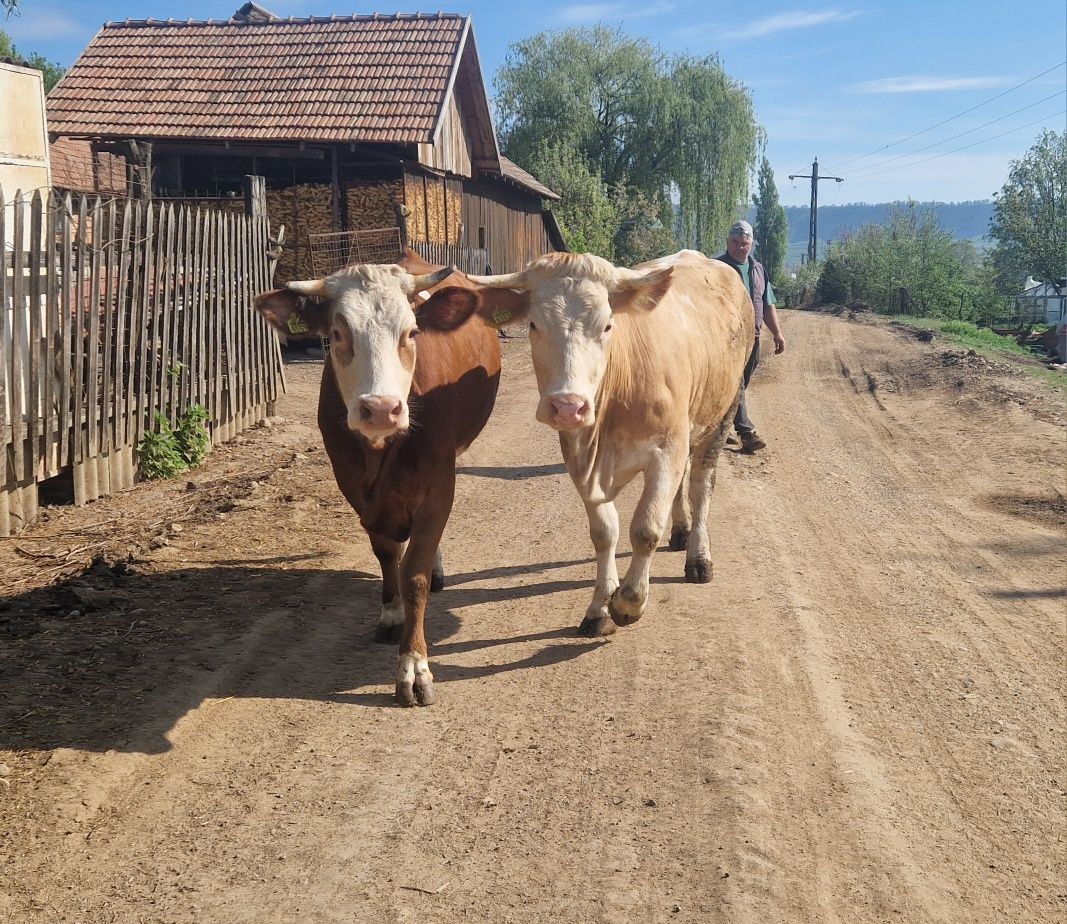 2 junici de vânzare