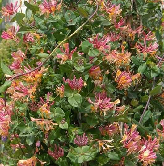 Lonicera japonica -caprifoi-gard viu   oferta 100 bucati