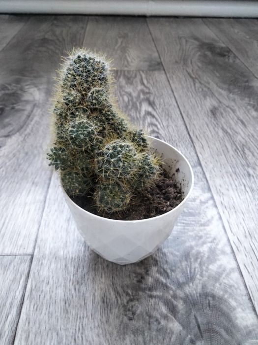 Кактус, комнатные цветы