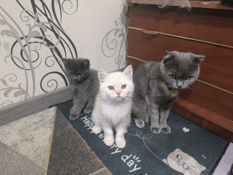 Катята скотиш мальчики