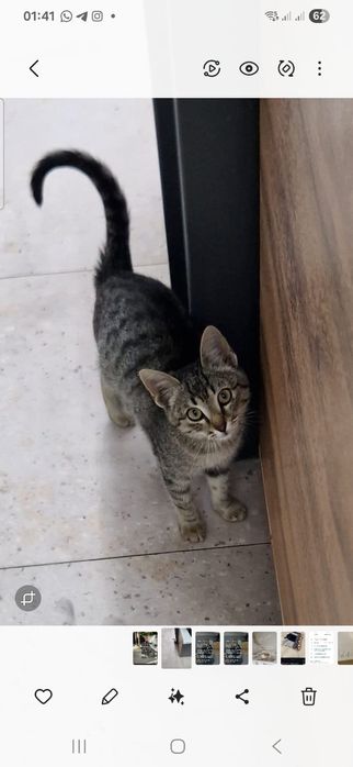 Пристраивается котёнок