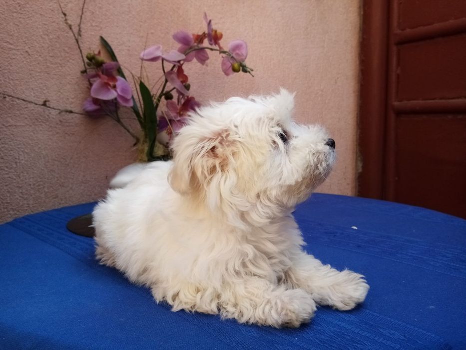 Ingrijire cazare animal de companie pet sitting