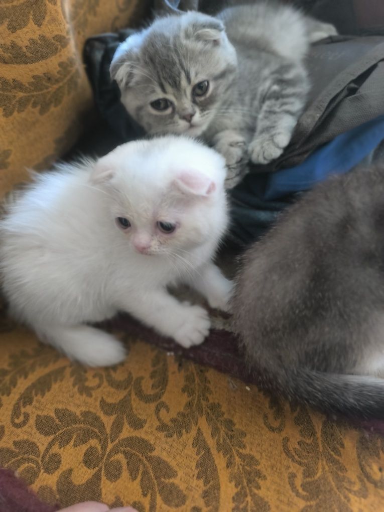 Шотландские вислоухие котята