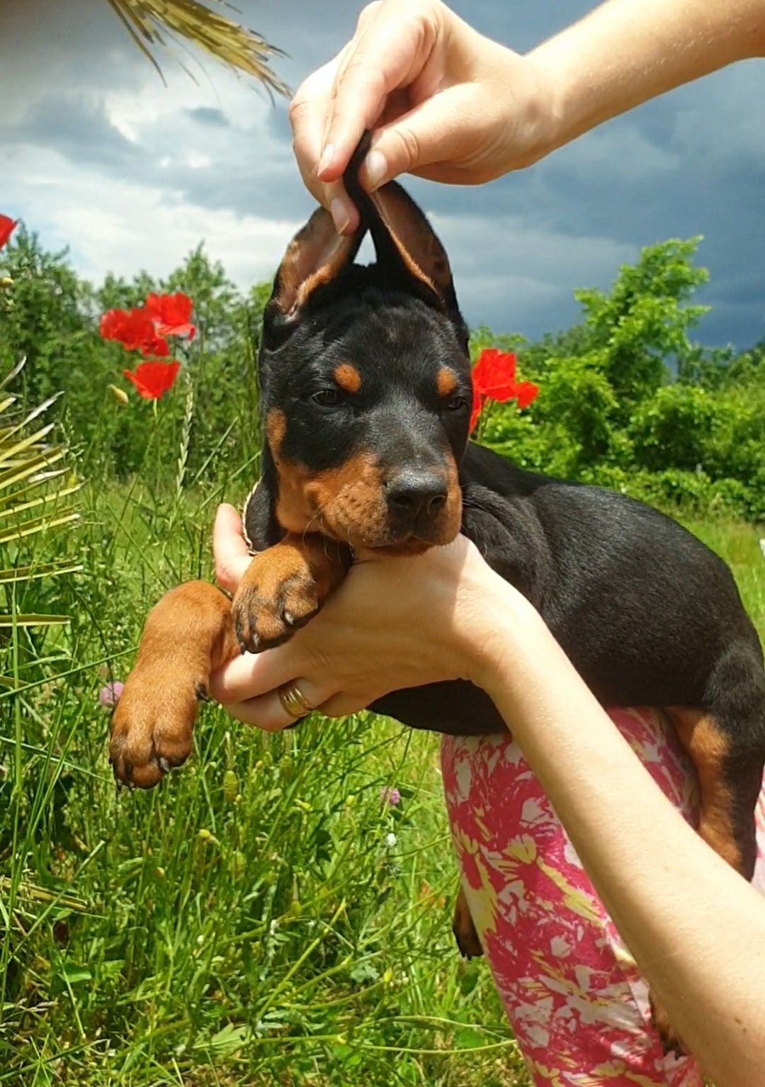 Pui doberman de calitate