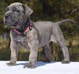 Cane Corso Băiat