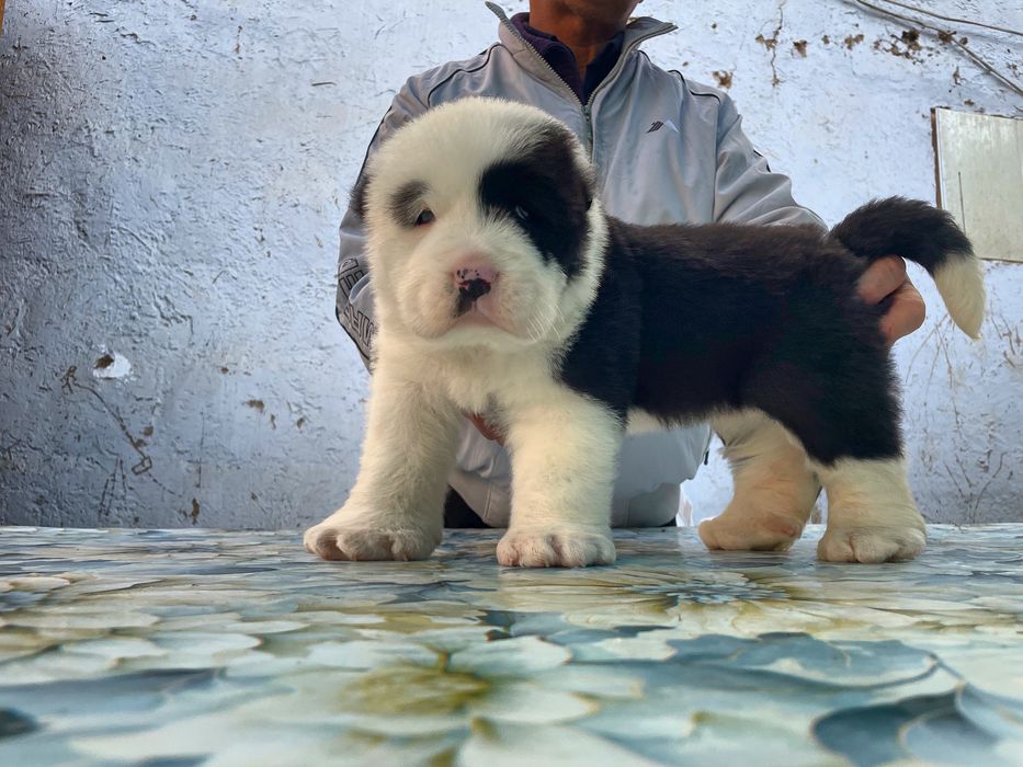 Щенок алабая ( супер Гигант )