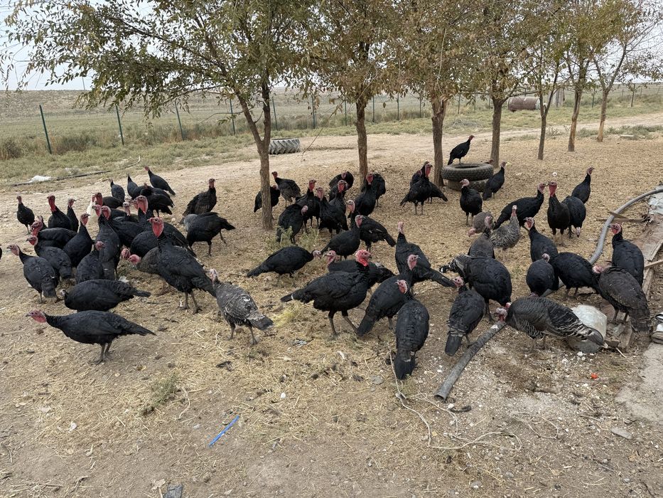 Продам индюки ….
