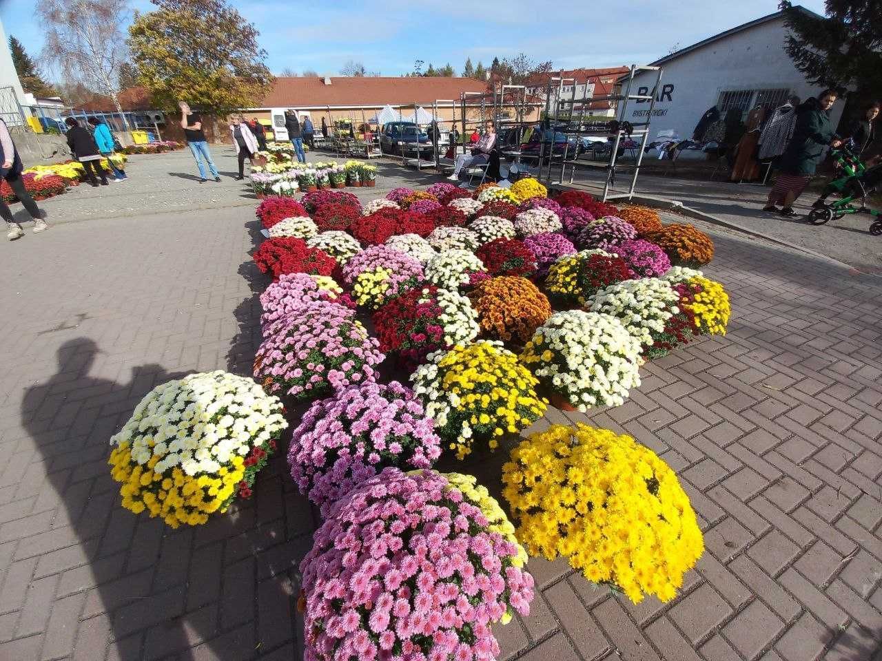 Xrizantema gul ko'chatlari  (Хризантема)