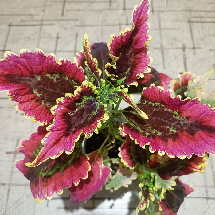 Укоренённые черенки сортовых вегетативных колеусов