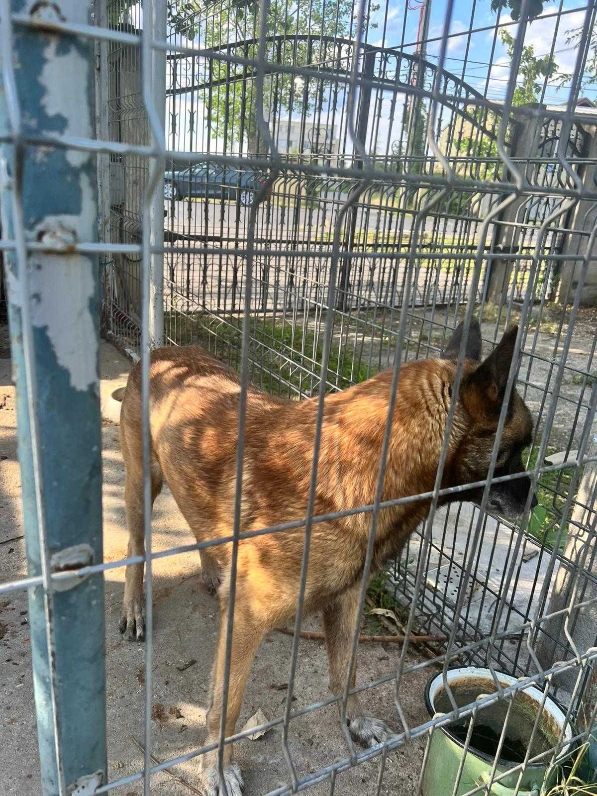 Donez belgian Malinois cu pedigree
