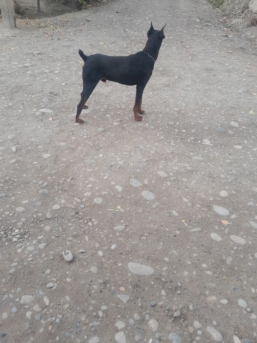 Doberman yoshiga tuldi erkak