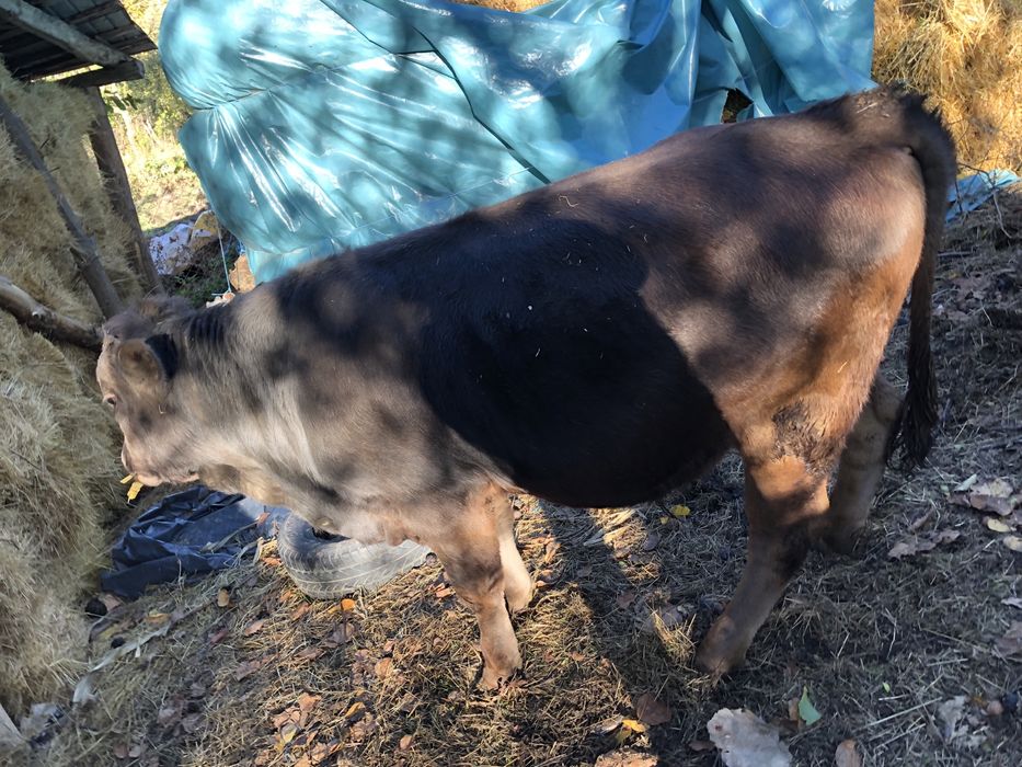 Vând bou rasă brună