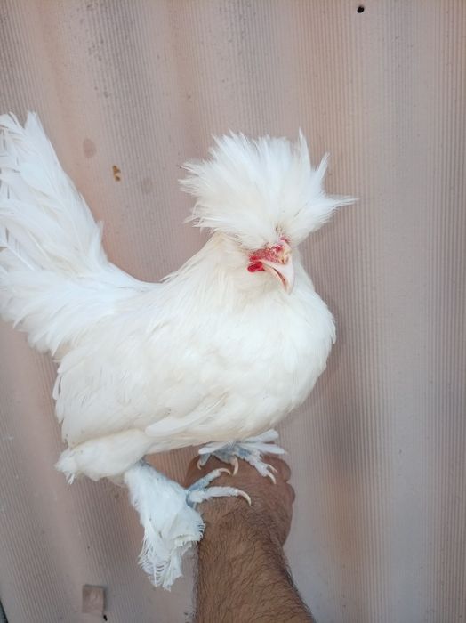 Япон хурози. 4ойлик