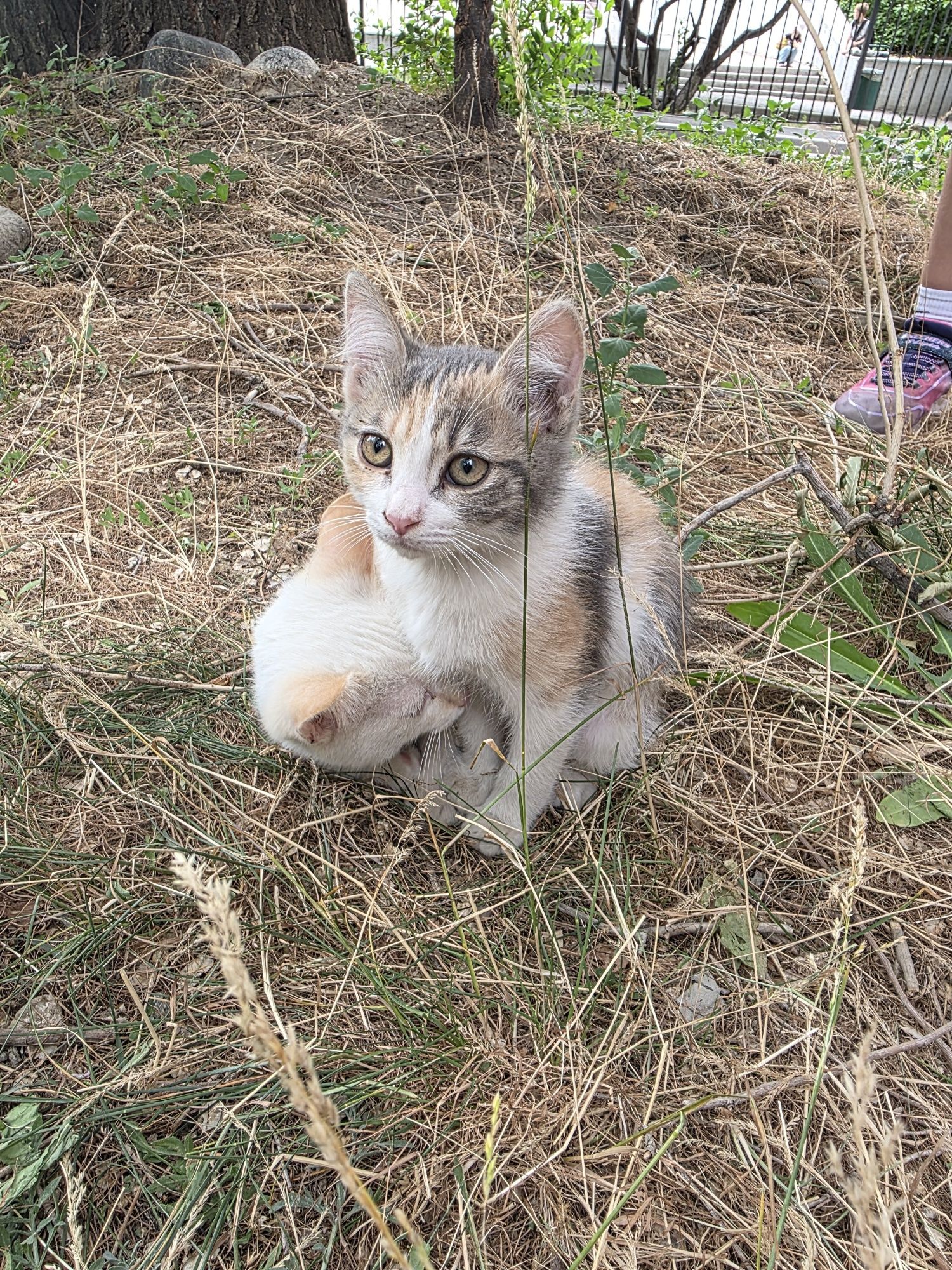 Котёнок бесплатно