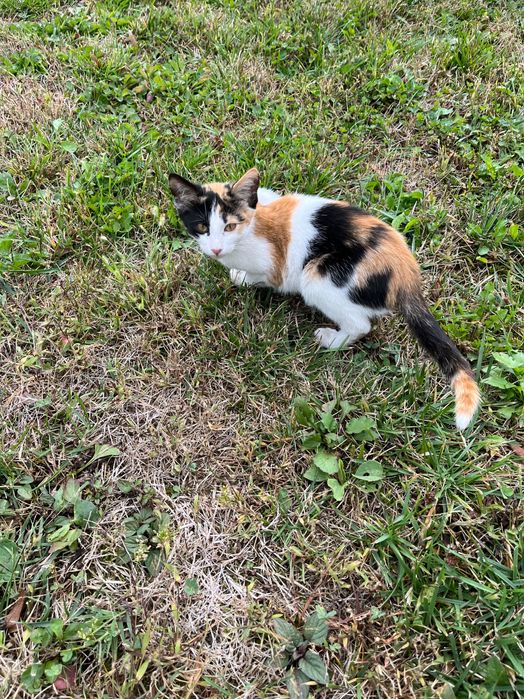 Donez spre adoptie pisicuta gasita in drum sanatoasa,jucausa !