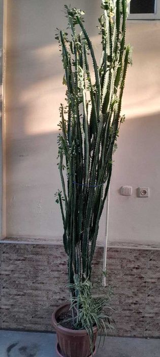 Гул катта улчамда