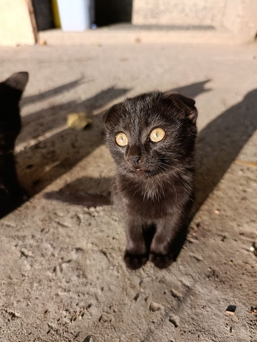 Котята в любящие руки 3 месяца