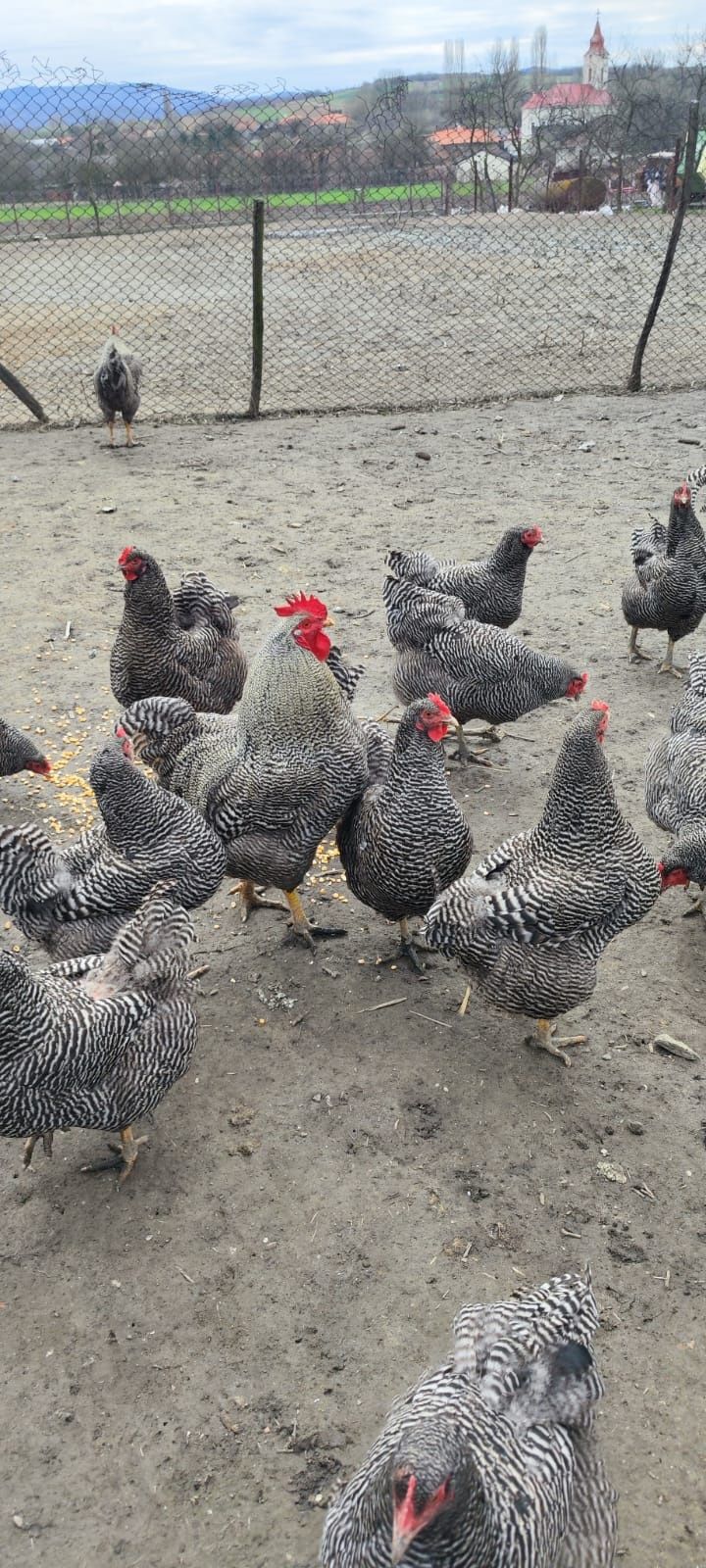 Ouă de Găini Plymouth Rock și de gâște africane pentru incubator