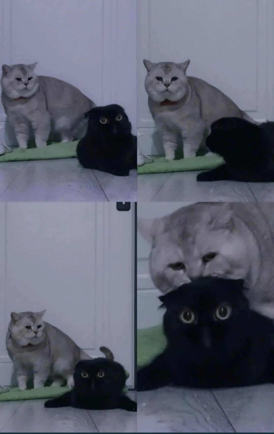 Вязка , прямоухий кот ( для прямоухих и вислоухих)