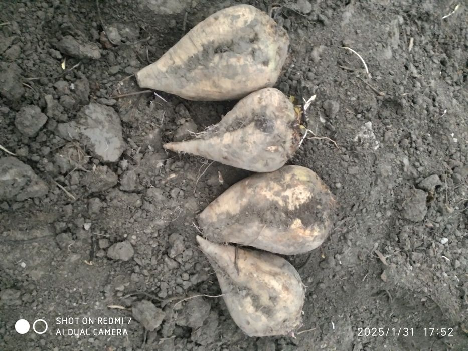 Shakar lavlagi sotiladi 1100