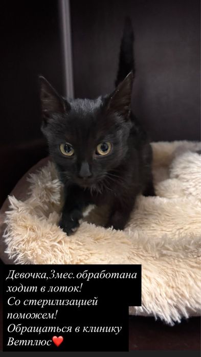 Отдам котёнка в добрые руки