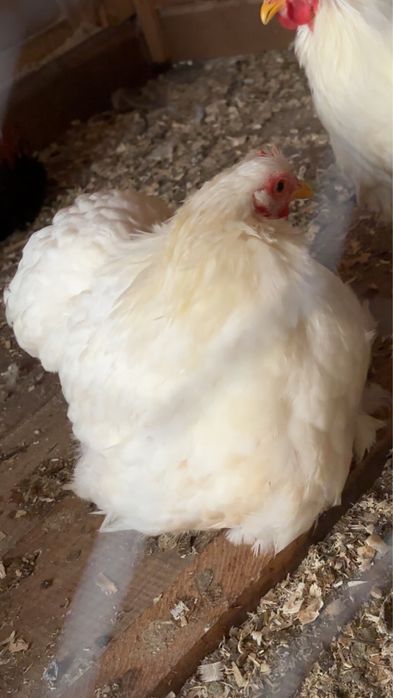 Vand pereche cochinchina pitic